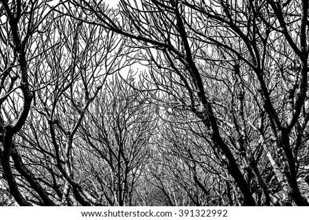 Plumeria(Frangipani) tree In autumn, Black and white photo.