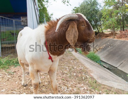 Closeup white and brown goat,beard beautiful,korat,thailand