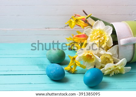 Spring yellow daffodils flowers  and Easter eggs on turquoise  painted wooden planks against white wall. Selective focus. 