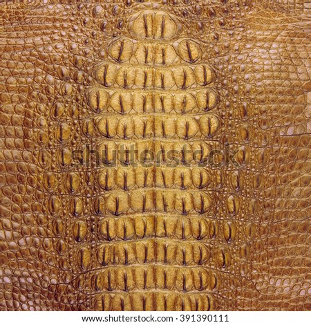 Freshwater crocodile golden bone skin texture
