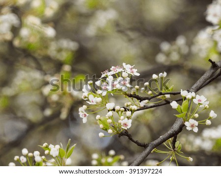Spring flowers series: Pear Flowers