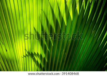 Sun shining through a radiating green leaf. Natural background texture. Royalty-Free Stock Photo #391408468