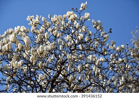White magnolia tree blooming with blue sky