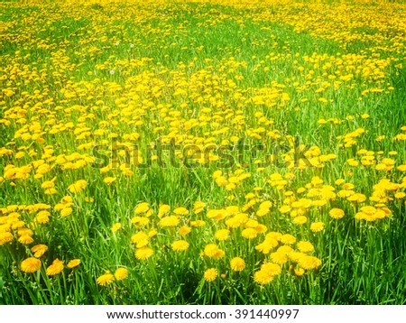 Sumer filed with green grass and yellow dandelions, retro toned