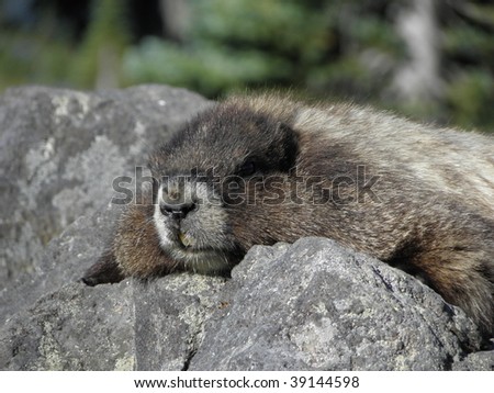 Close up of mellow hoary marmot lounging on a Boulder  near mount rainier, washington