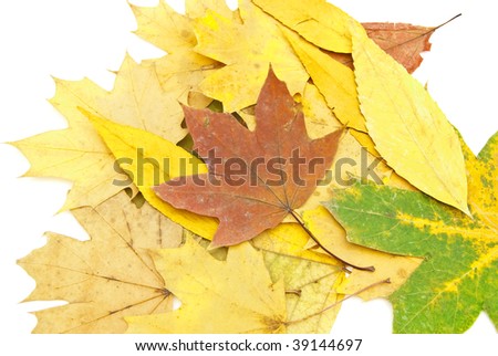 Autumn background from leaves of different colour and forms