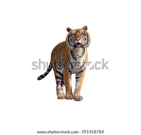 Siberian tiger isolated on white with clipping path Royalty-Free Stock Photo #391458784