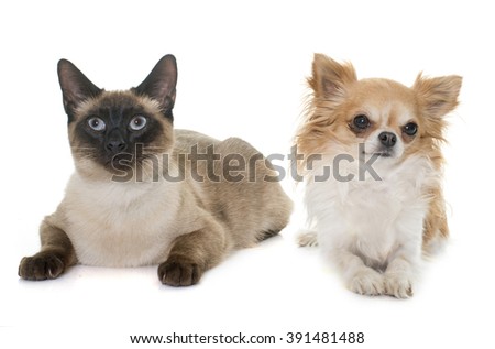 young siamese cat and chihuahua in front of white background
