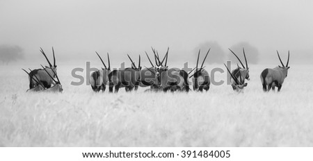A herd of oryx antelope standing in the grass in the rain in the Kalahari Desert, Botswana. Black and white photo
