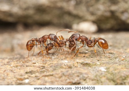  European fire ant, Czech Republic, Europe