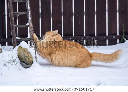 Ginger cat is stretching in winter