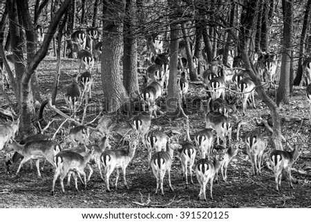 Deer Flock in Forest Black and White Photo