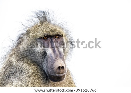 Chacma baboon  portrait isolated in white background ;  Specie Papio ursinus family of Cercopithecidae