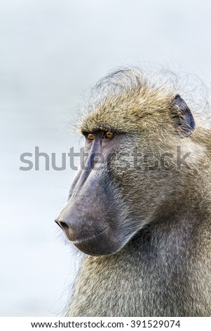 Chacma baboon  in Kruger national park, South Africa ; Specie Papio ursinus family of Cercopithecidae