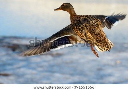 Birds and animals in wildlife. Awesome view of flying mallard duck with amazing wings and feathers at snow winter. Beautiful landscape of funny brown duck fly in wild nature, closeup perspective. 