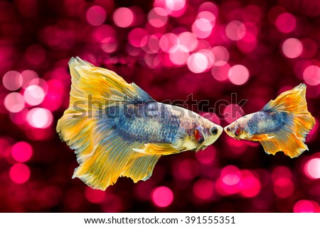 Beautiful abstract background with betta fish and lights