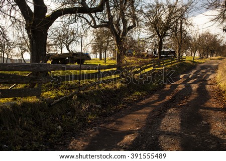 The Path on backyard surrounded by apple trees. Orchard separated from the road by the fence. Diagonal composed creative photography.