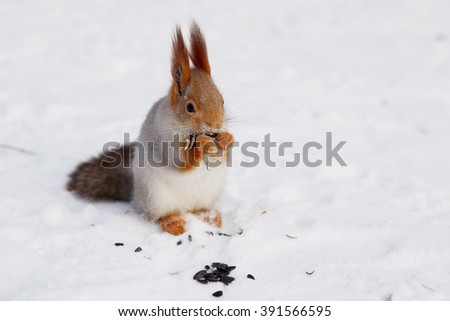 squirrel eating seeds in the winter on snow in Siberia