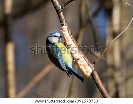 Birds and animals in wildlife. View of beautiful tit which sits on a branch and eats meal under sunlight landscape. Sunny, amazing, colored tit bird image. 