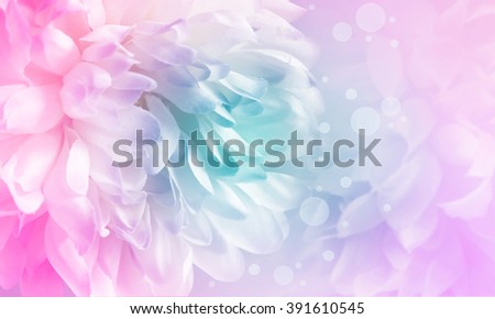 Chrysanthemum flowers and bokeh made with color filter and blur style for background