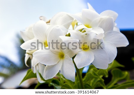 White tropical  flowers in  bora bora , island, amazing ,nature ,french ,polynesia ,floral ,tree  ,petals, heaven ,holiday ,green ,leaves ,sky, blue ,fresh, floral, fauna, spring ,summer, tahiti, 
 Royalty-Free Stock Photo #391614067