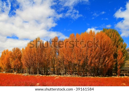 Simon Poplar trees and red grassland