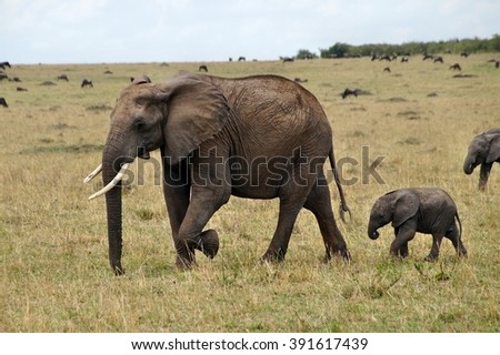 Adult and young elephants walking in grass in Masai Mara National Park, Kenya