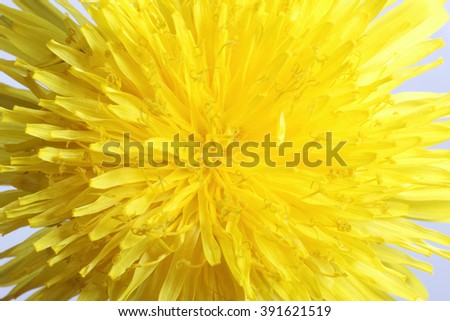 Yellow dandelions isolated on white background. Spring flower