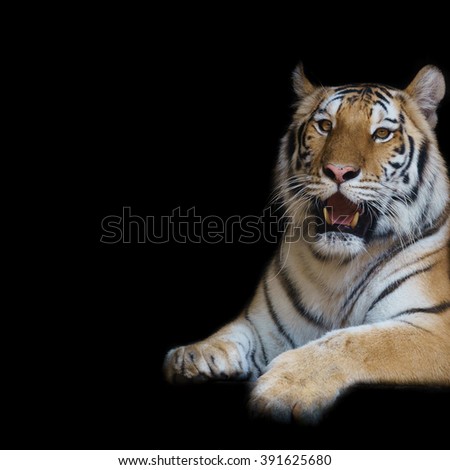 close up face tiger isolated on black background.