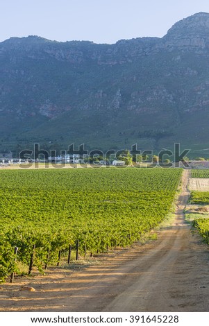 Dirt road through rural countryside grape vineyard South Africa