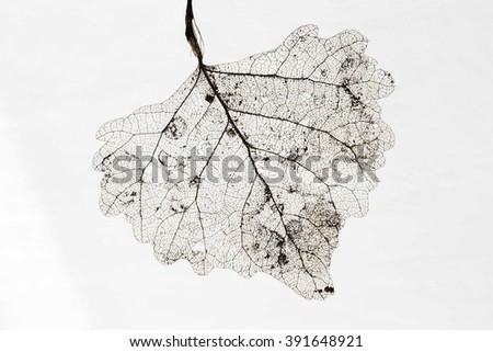 A partially decayed cottonwood leaf with only the veins left Royalty-Free Stock Photo #391648921