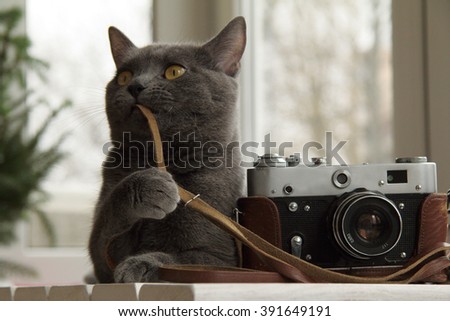 background with a cat that sets up an old camera/Cat photographer or fine-tuning