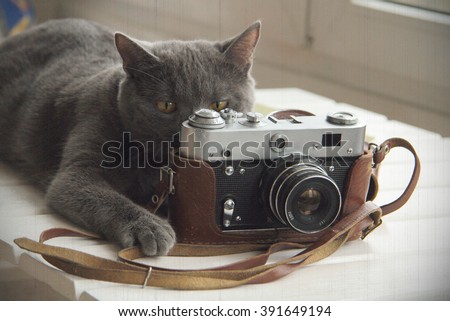 background with a cat that takes pictures old camera/Cat retro photograph or will now fly out birdie