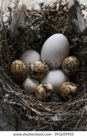 Quail eggs in a nest on wooden background