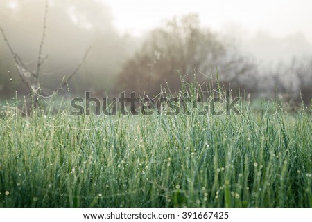 Morning dew on fresh spring grass on the meadow, natural background