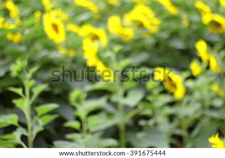 Abstract motion blur floral backgrounds with yellow sunflower.