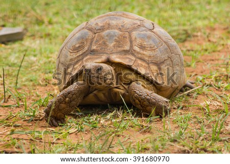 An African spurred tortoise at Crocworld in Scottburgh - KwaZulu-Natal South Africa