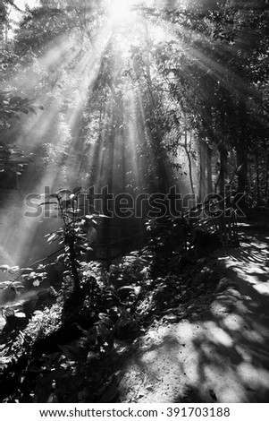 Beautiful sunbeams in the forest at morning. Nature composition, soft focus, grainy effect and vibrant colours. (Fine art-black and white)
