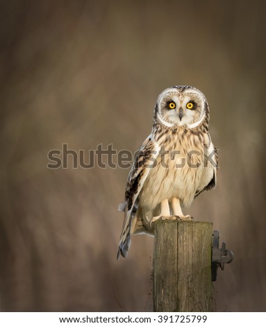 Wild Short eared owl sitting on fence post and looking into the picture (Asio flammeus)