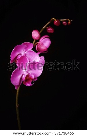 beautiful purple orchid flower on black background