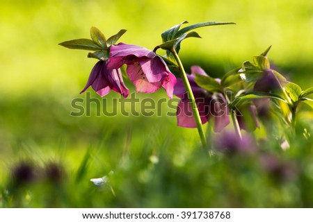 Burgundy hybrid Helleborus group in the grass