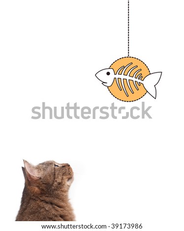 cute european cat looking at the drawn fish