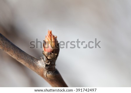 Spring bud macro view. Budding tree with red young leaf. copy space. Soft focus, shallow depth of field. 