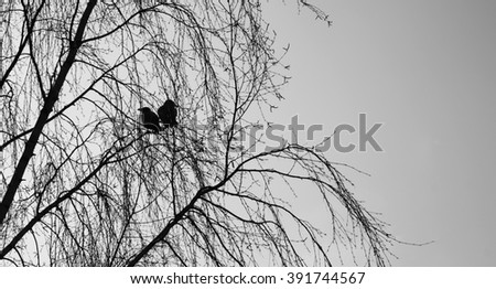                        Crow        