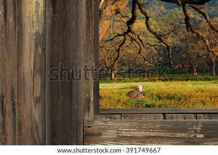 A country photography landscape scene looking through a barn with weathered wood and a calf and oak tree in the background.