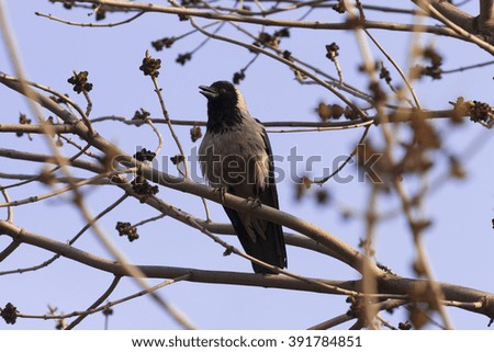 Crow on branch