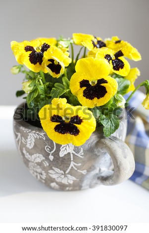 Yellow pansies in a concrete pot.