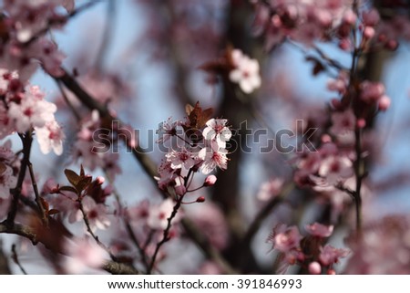blossom fruit