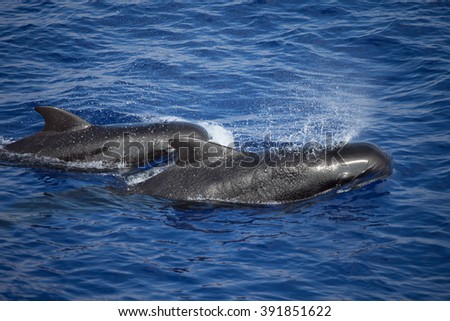 Two short fin pilot whales swim up for a breath at the same time Royalty-Free Stock Photo #391851622