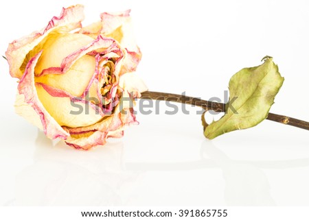 Dried rose on white background.